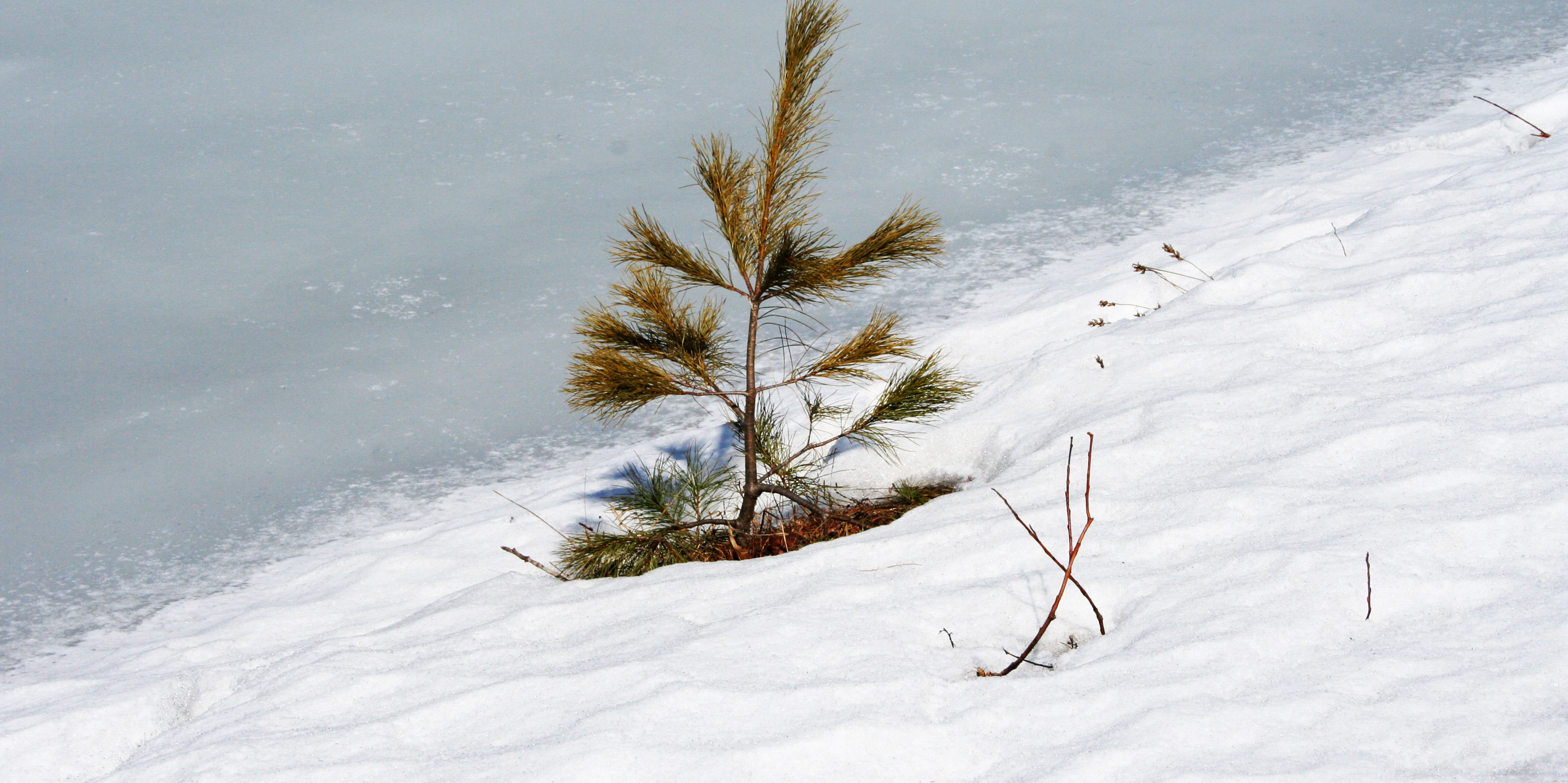 A picture of a pine on a snowy hill